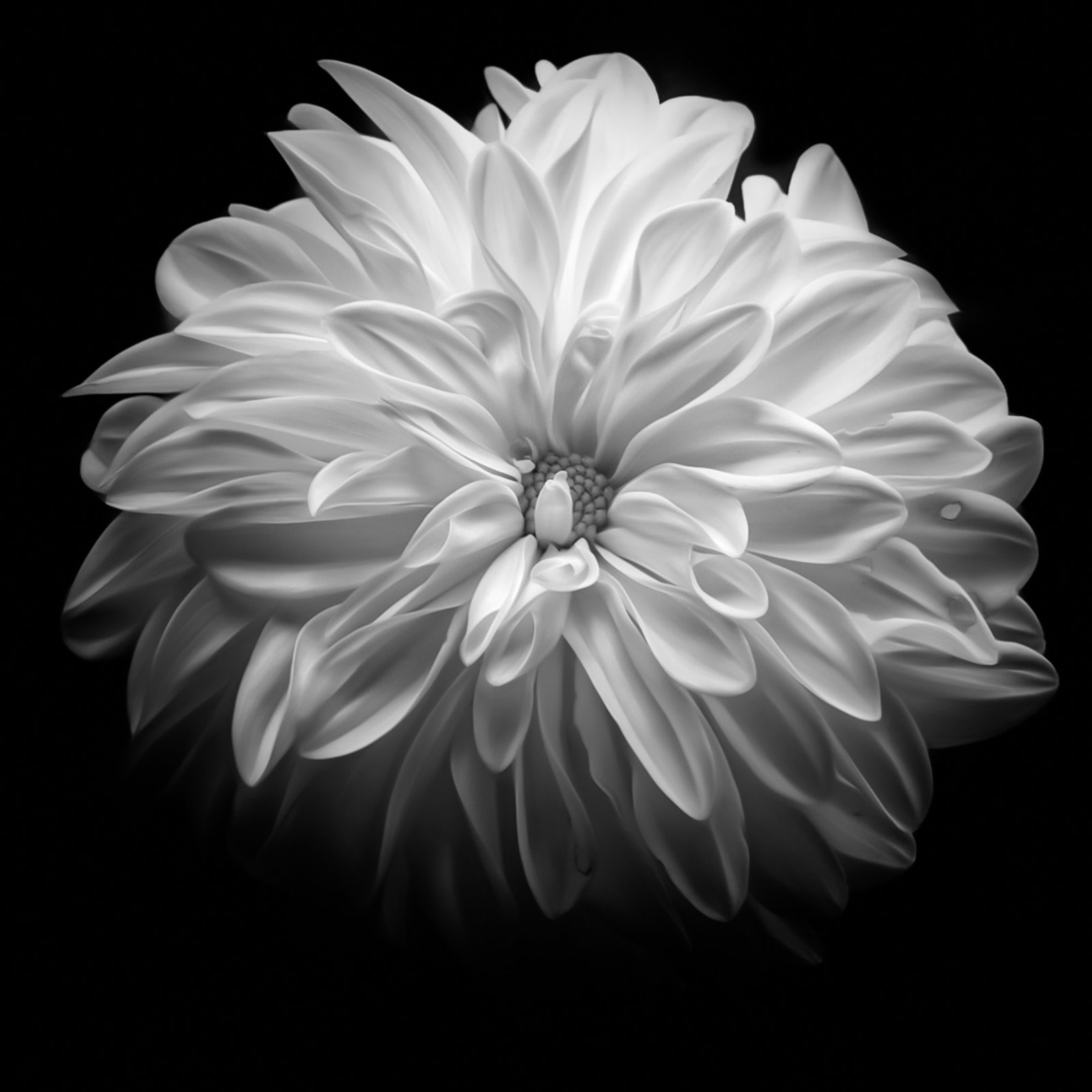 Jittima Sangeamsunthron, Fragrance, 2011