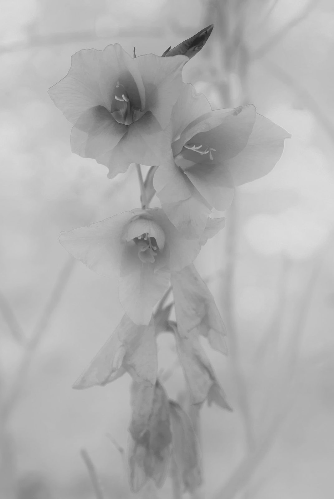 Jittima Sangeamsunthron, White Delicate, 2013