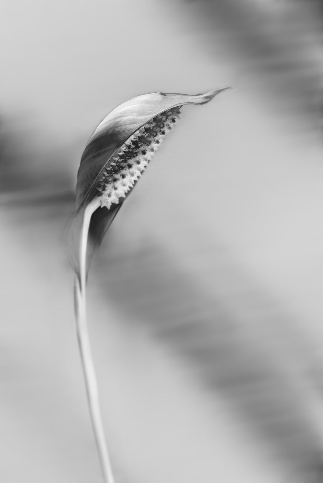 Jittima Sangeamsunthron, Solitary, 2011