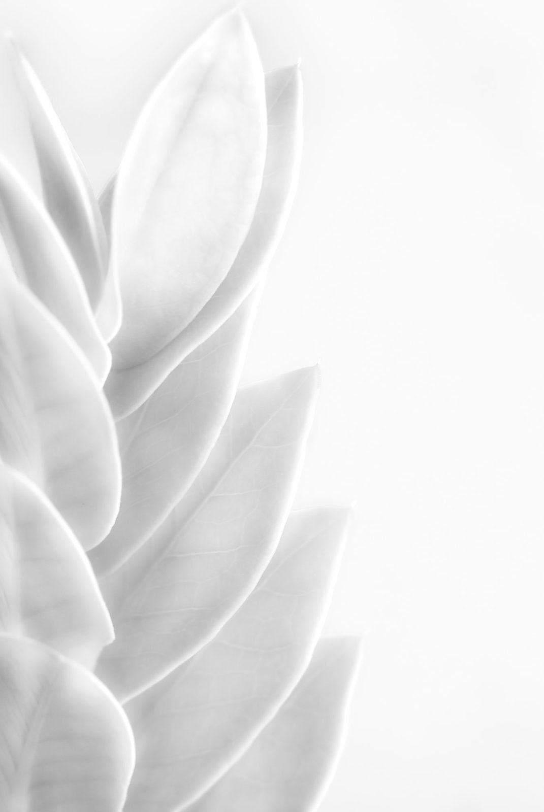 Jittima Sangeamsunthron, White Leaf, 2009