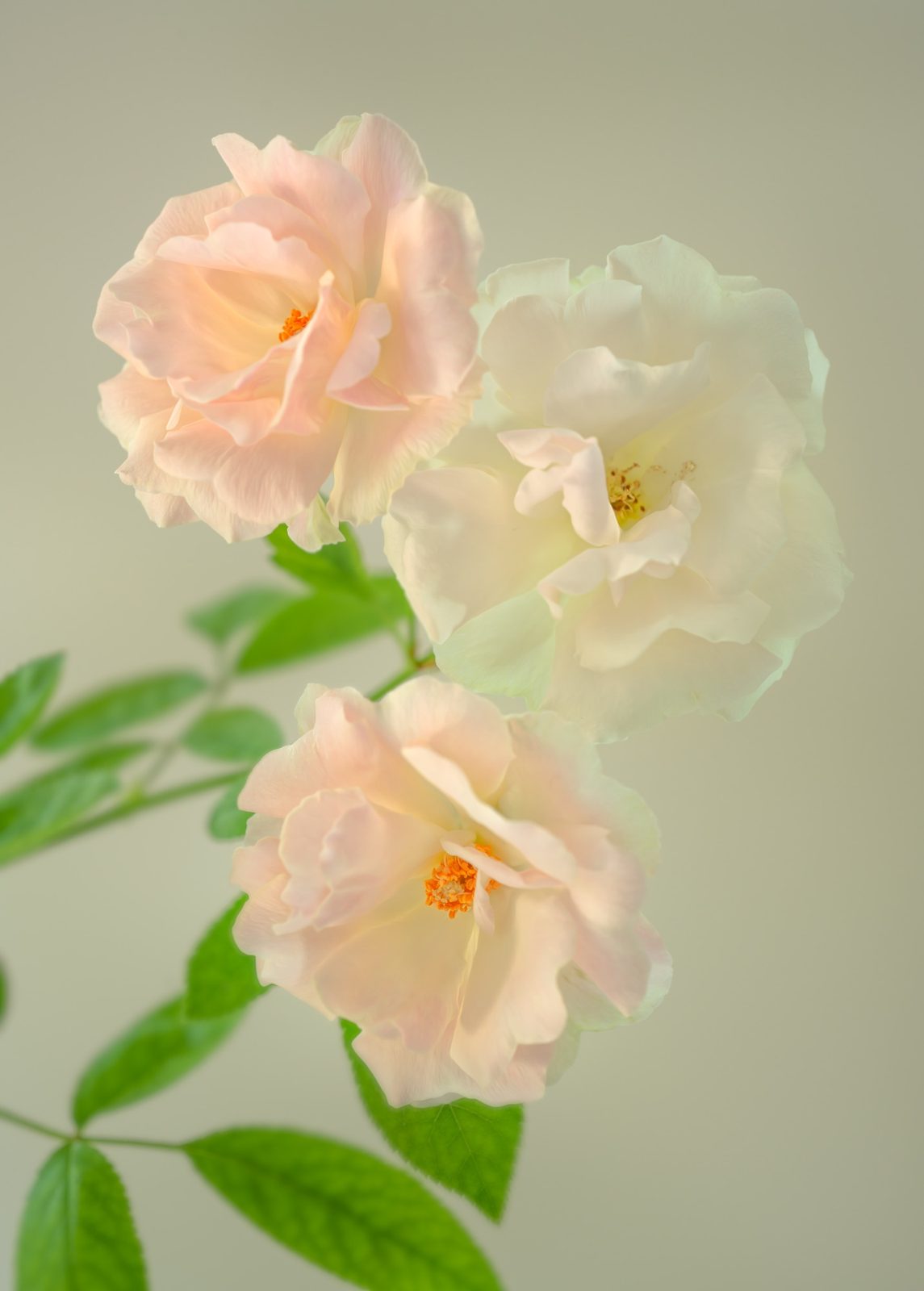 Jittima Sangeamsunthron, Three Roses, 2019