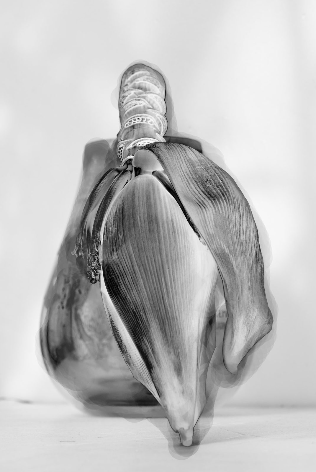 Jittima Sangeamsunthron, Banana Flower 02, 2009