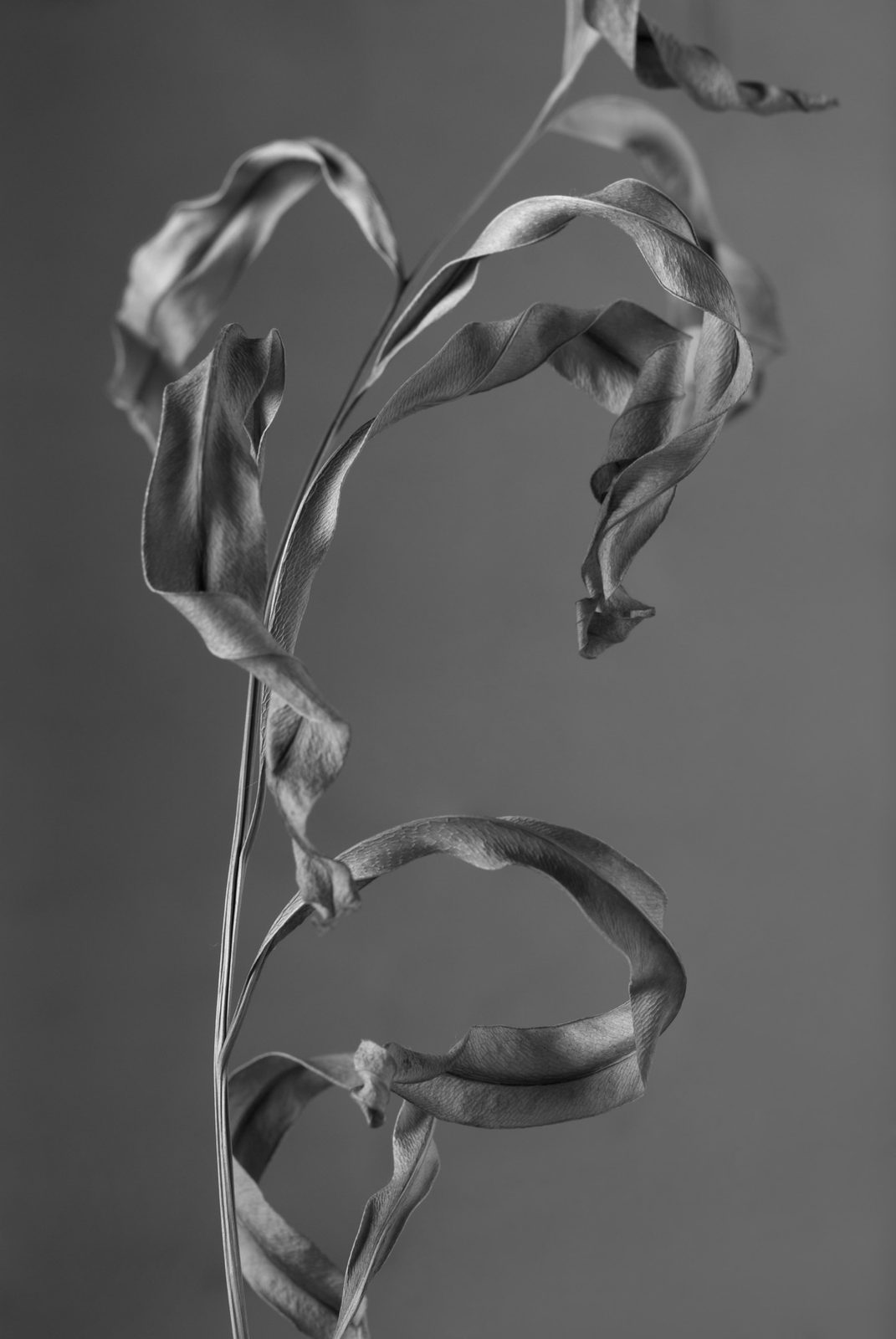 Jittima Sangeamsunthron, Happy Hunting Ground, 2009