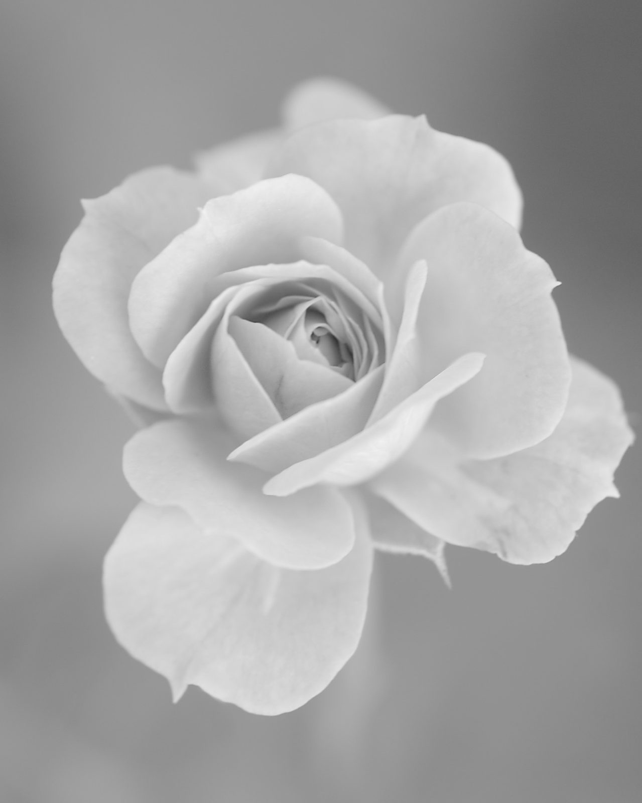 Jittima Sangeamsunthron, White Flowery, 2009